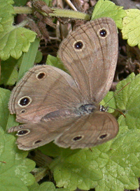 Little Wood Satyr